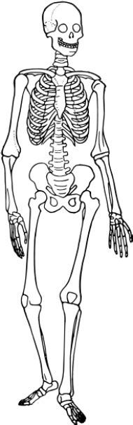 Skeletal System Easy Human Skeleton Labeled Png Image With