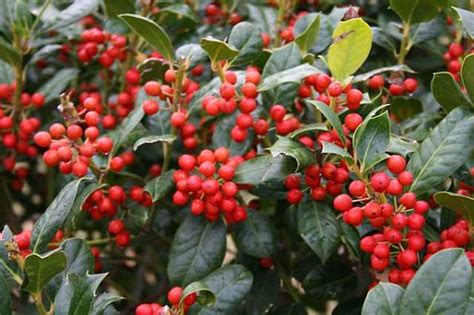 7 Fast Growing Evergreen Trees For Your Front Or Backyard Bob Vila