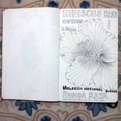 Sketch Bunga Raya Drawing Sketches Bunga Raya Gumamela Eris Goes To