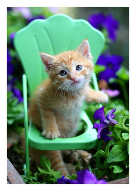 45 Best Images About Purple Kittens On Pinterest Purple Cats And