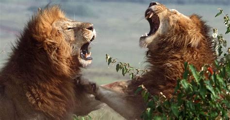 Lions Fight To Be King Of The Jungle In Brutal Battle Captured On