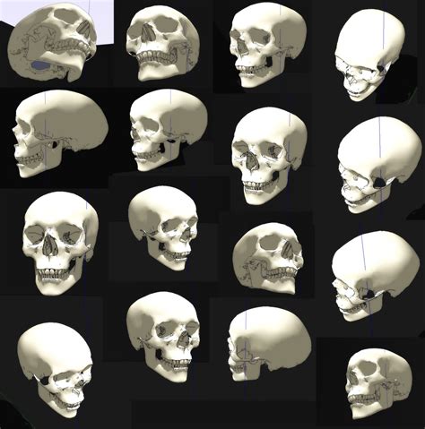 Skull Angles Human Figure Drawing Skull Reference Figure Drawing
