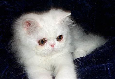 For cat lady, michelle of saga, japan, this dream is a reality. White Persian: SCRUFTYS Mini-Purrl of NY Mews