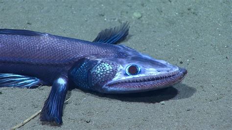 Why You Should Love The Deep Sea Lizardfish Ocean Conservancy