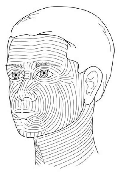 Diagram Skin Tension Lines Diagram Arm Mydiagramonline