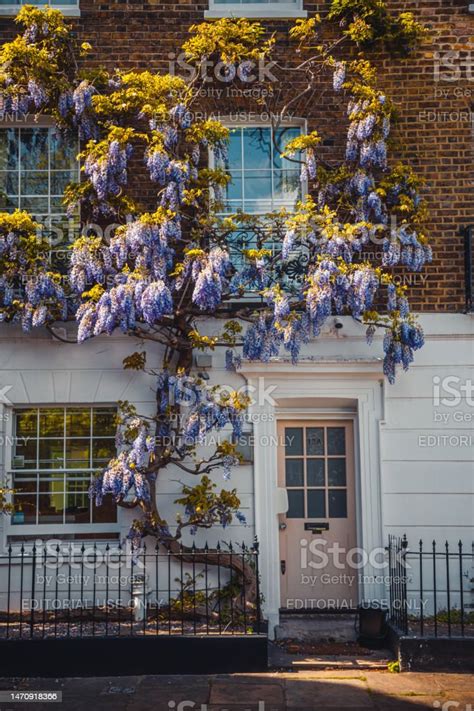 Cozy Terraced Town Houses Covered With Beautiful Wisteria Sinensis In