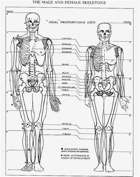 Difference Between Male And Female Skeleton