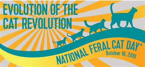 National Feral Cat Day Celebrated Worldwide Oct 16 Life With Cats