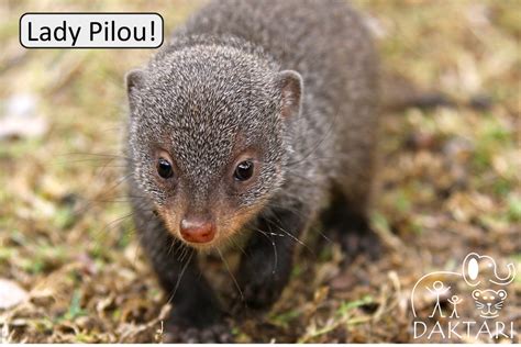 Help Us Raise Our Baby Mongoose For 1 Year Globalgiving