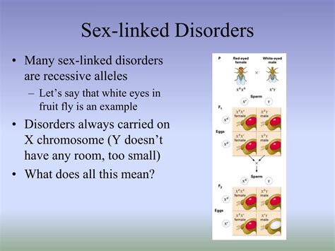 Ppt Meiosis And Sex Linked Traits Powerpoint Presentation Free Free