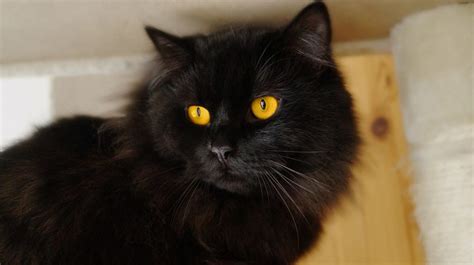 10 Amazing Rare Cat Breeds That Will Steal Your Heart