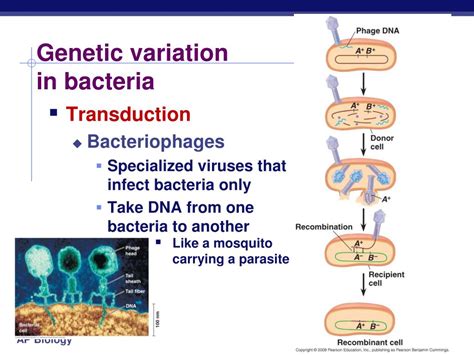 Ppt Bacteria Powerpoint Presentation Free Download Id4106388