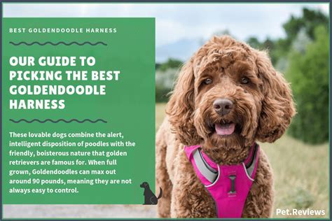 And, like most canines, goldendoodles should have a diet that includes large amounts of. 9 Best Harnesses for Goldendoodles: Our Walking and No ...