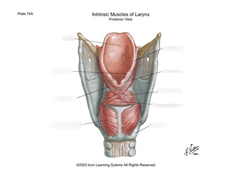 Intrinsic Muscles Of The Larynx Diagram Quizlet
