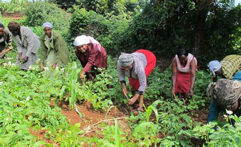 Kenyan Women Unite Communities By Farming