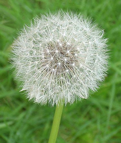 Wisheshe Loves These Dandelion Dandelion Seed Taraxacum Officinale