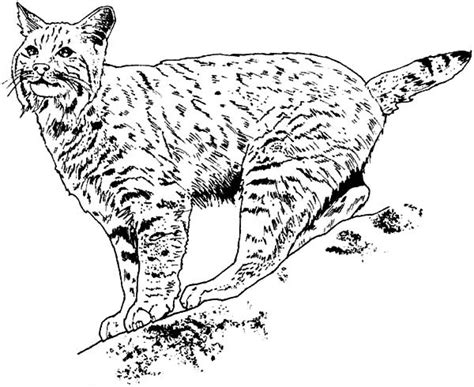 Bobcat Coloring Pages at GetColorings.com | Free printable colorings pages to print and color