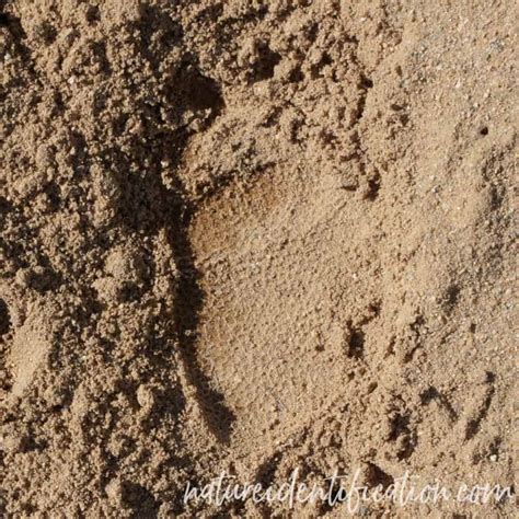 How To Identify Porcupine Erethizon Dorsatum Tracks Nature