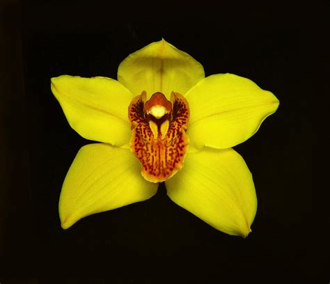 Yellow Cymbidium Orchid Ii Photograph By Chris Kusik