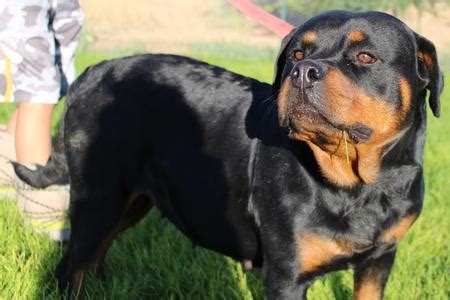 Lancaster puppies advertises puppies for sale in pa, as well as ohio, indiana, new york and other states. German Rottweiler Puppies For Sale, German Rottweiler ...