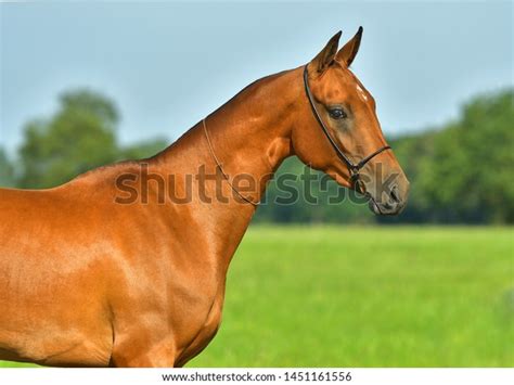 Bay Akhal Teke Horse Standing Summer Stock Photo 1451161556 Shutterstock