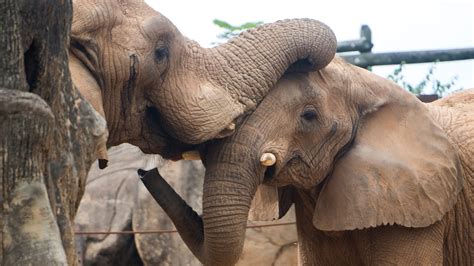 Zoo Knoxville elephant Tonka holds key to future but can he produce?