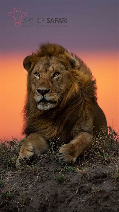 Lion Safari Iphone Sunset Wallpapers Mobile Samsung