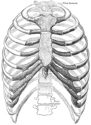 (anatomy) a part of the skeleton within the thoracic area consisting of ribs, sternum and thoracic vertebrae. Not for the squeamish: How to kill people 2 Samuel style ...