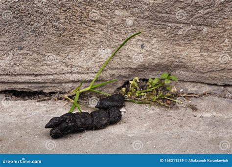 Black Poop On The Pavement The Need To Clean Up After Animals Dirt On
