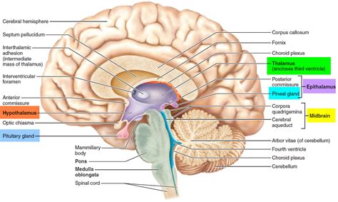 Human Brain Anatomy And Function Cerebrum Brainstem