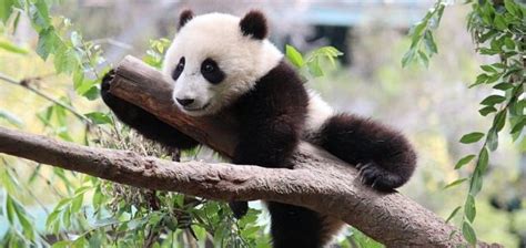 Giant Pandas Are No Longer Endangered