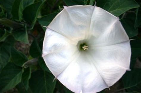 These night bloomers will transform your garden when lit up by the moon. Moonflowers can be enjoyed more than once in a blue moon ...