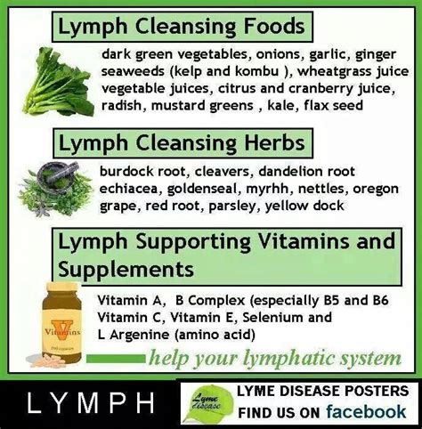 Lymph Support Foods Herbs And Supplements An Important System For