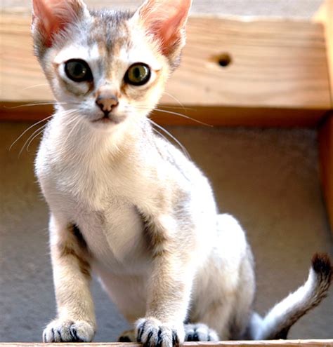 Smallest Cat Breeds Whic Are Really Adorable And Cute