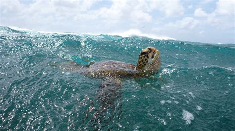 Wallpaper Turtle Surfing Water Sea Ocean Underwater Animal Sky