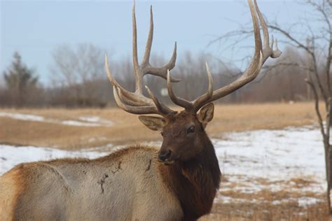 Michigans Best Elk Viewing Experience Buy Michigan Now