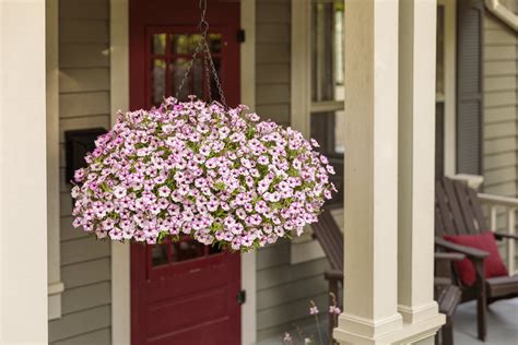 How To Care For Petunia Hanging Baskets Proven Winners