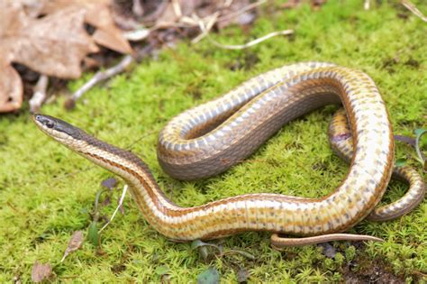 Queen Snake South Carolina Partners In Amphibian And Reptile Conservation