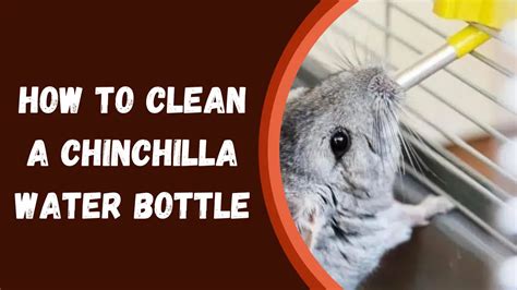 How To Clean A Chinchilla Water Bottle Easy Steps Guide