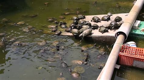 Turtle Feeding Frenzy Youtube
