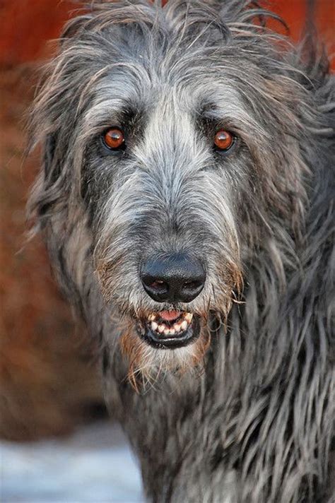 Irish Wolfhound Dog Breeds Pinterest