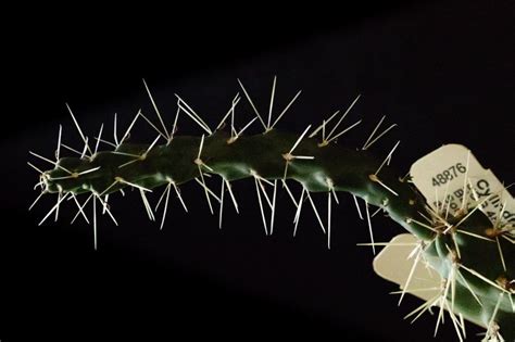 Start these in the fall and your cactus will. This Cactus Spine Can Lift A Pork Shoulder | NOVA | PBS ...