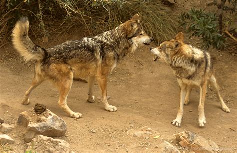Mexican Gray Wolves Mira Terra Images Travel Photography