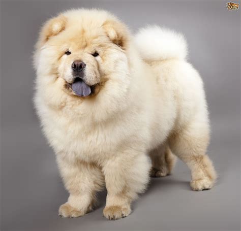Chow Chow Dog Breed Facts Highlights And Buying Advice Pets4homes