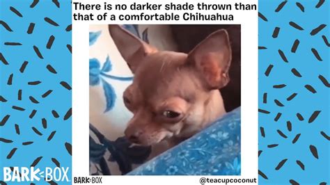 Funny Dog Meme Compilation Two Barkbox