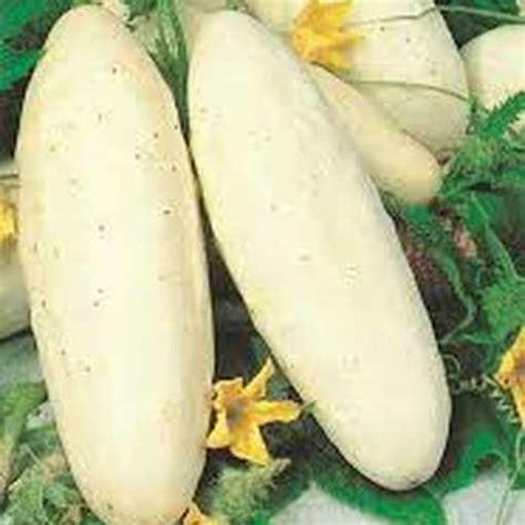 White Wonder Cucumber Meraki Seeds