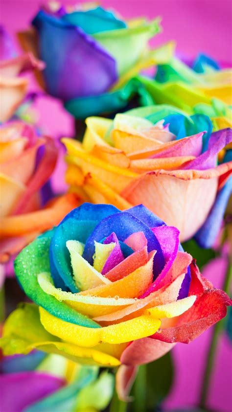 Rainbow Roses Wallpapers Top Free Rainbow Roses Backgrounds