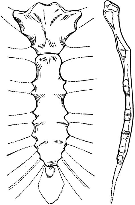 Human Sternum Bone Clipart Etc