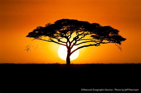 African Tree Silhouette Flock Of Birds Fly Past An Acacia Tree As