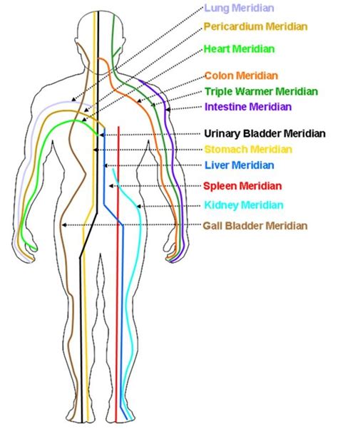 The main function of the large intestine is to receive the waste material sent down from the small. What are the Meridians? | Alternative Resources Directory